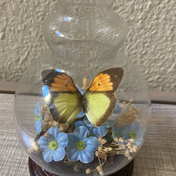Real Butterfly Taxidermy Mini Globe Vintage - Picture 5 of 6